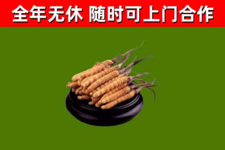灵宝回收散虫草