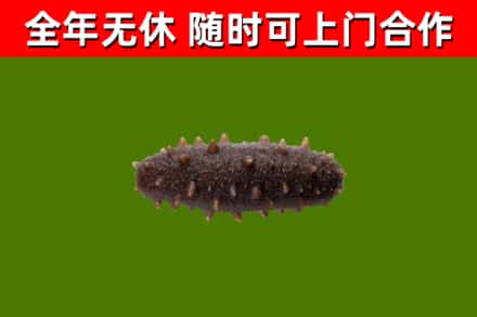 灵宝回收海参干